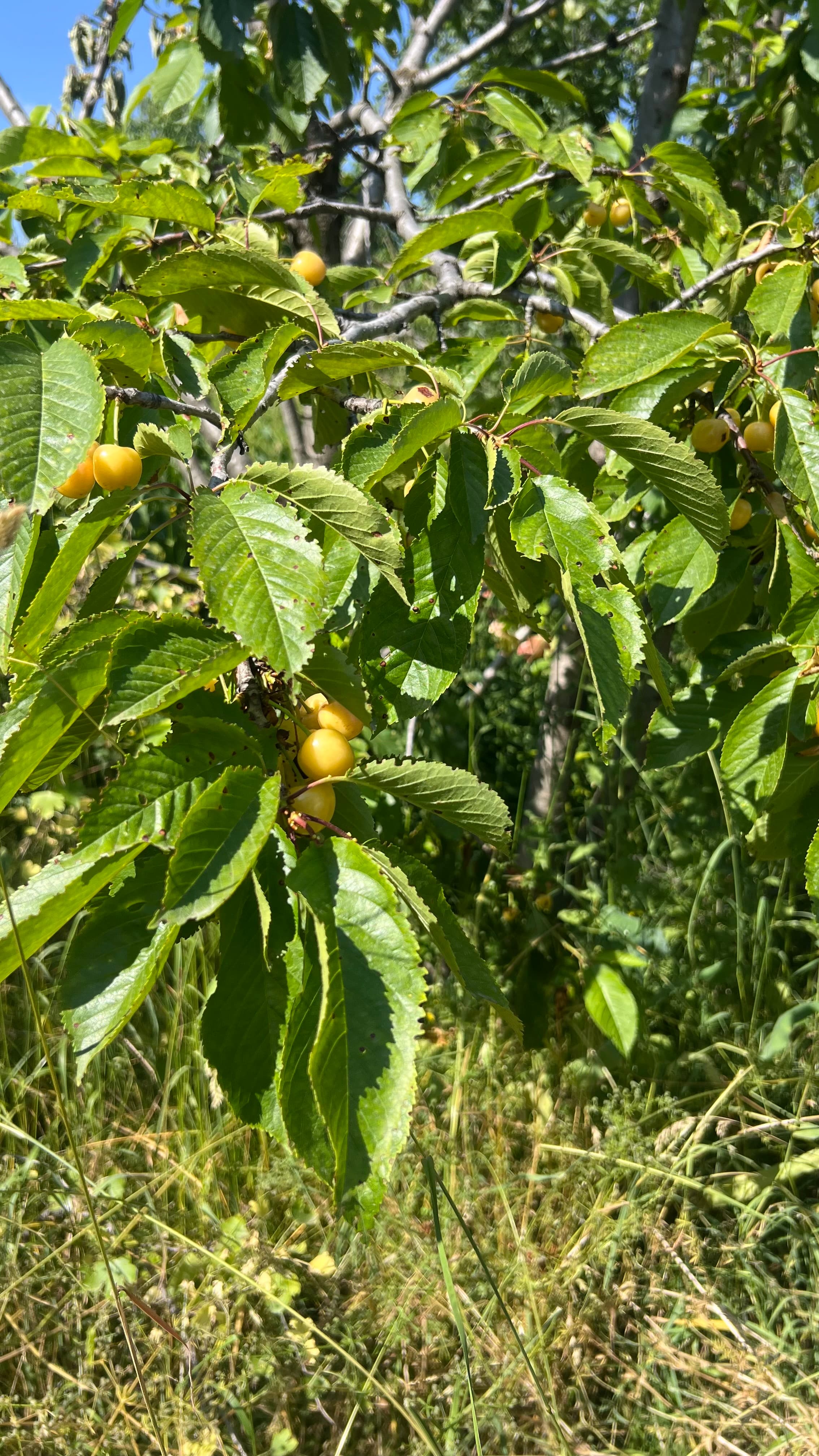 Продажа, Участок, 10 соток, Сост: Хорошее - фото 6