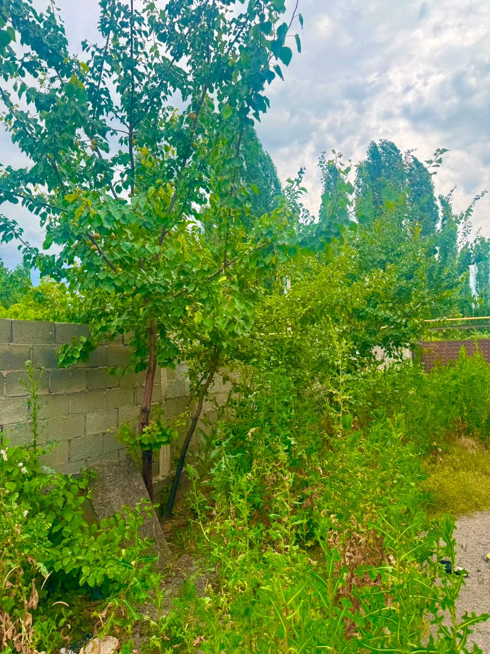 Миниатюра 7