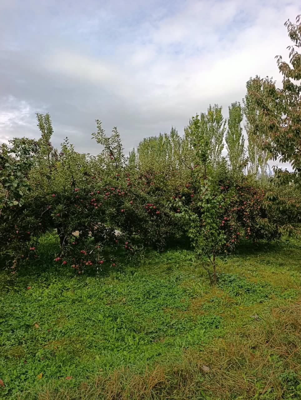 Участок, 12 соток
